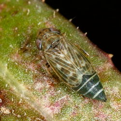 Deltocephalus pulicaris